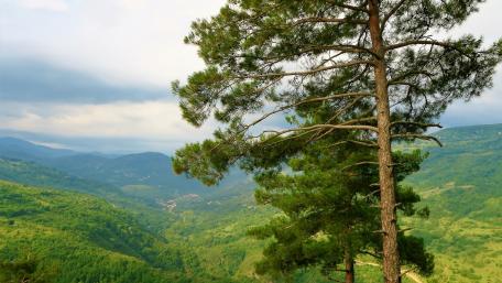 Serene Mountain Landscape with Towering Trees wallpaper