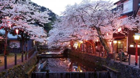 Blossoming Serenity in a Charming City Scene wallpaper