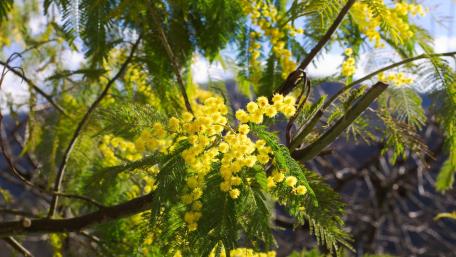 Golden Blossoms of Nature's Beauty wallpaper
