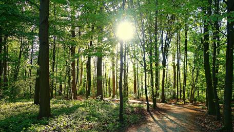 Sunlight Filtering Through a Serene Forest Trail wallpaper