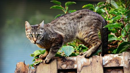 Curious Cat on the Fence wallpaper