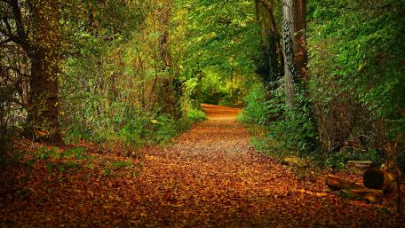 Serene Forest Trail in Autumn Colors wallpaper