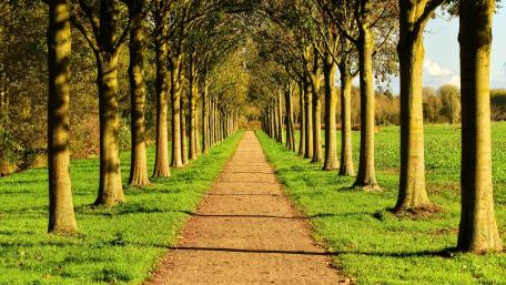 Serene Tree-Lined Pathway Inviting Exploration wallpaper
