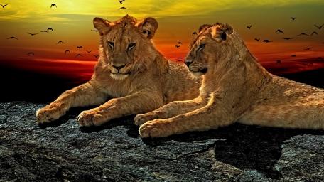Majestic Lionesses at Sunset wallpaper