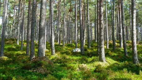 Serenity in the Heart of the Forest wallpaper