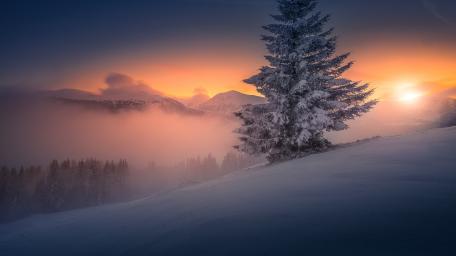 Solitary Pine Tree at Winter Sunset wallpaper