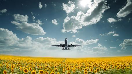 Soaring Above Sunflower Fields wallpaper