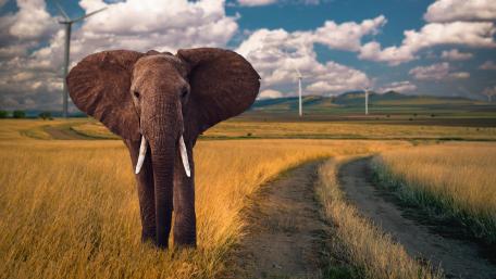 Majestic Elephant on a Rural Pathway wallpaper