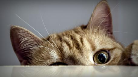 Curious Cat Peeking from Above wallpaper