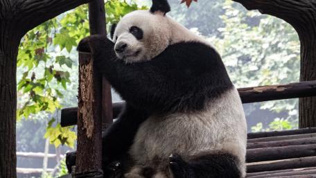 Gentle Panda in a Peaceful Moment wallpaper