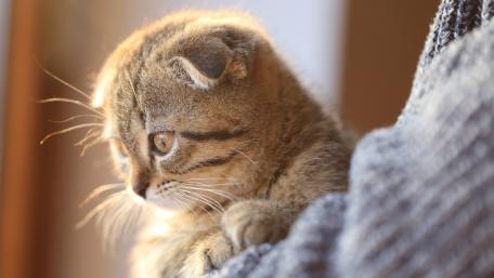 Adorable Kitten in Soft Light wallpaper