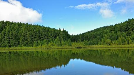 Serene Reflection in a Lush Forest Lake wallpaper
