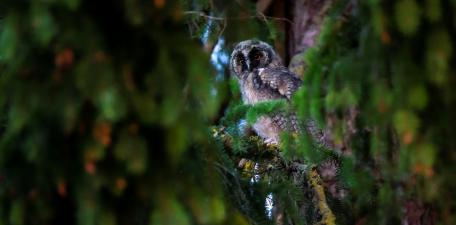 Majestic Owl Hidden Among the Trees wallpaper