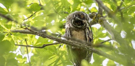 Curious Owl in Nature's Canopy wallpaper