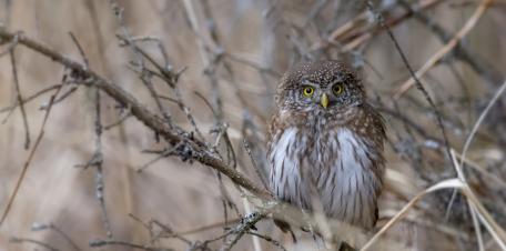 Whimsical Owl in Natural Habitat wallpaper