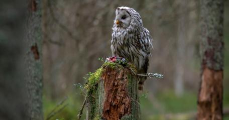 Majestic Owl Perched on Tree Trunk wallpaper