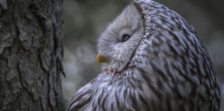 Majestic Owl in Nature's Embrace wallpaper