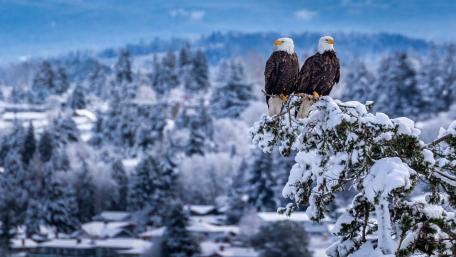 Majestic Winter Guardians wallpaper