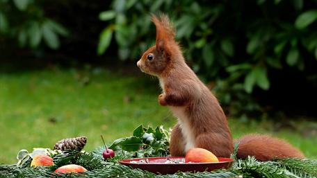 Charming Squirrel Among Nature's Bounty wallpaper
