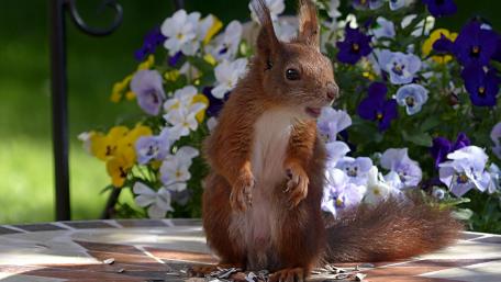 Charming Squirrel Among Colorful Flowers wallpaper