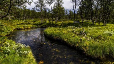 Serene River Amidst Lush Greenery and Trees wallpaper