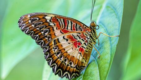Vibrant Butterfly Perched on Green Leaf wallpaper