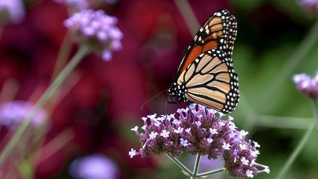 Delicate Butterfly on Vibrant Blooms wallpaper