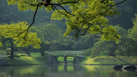 Serene Park Bridge Reflection in Nature wallpaper