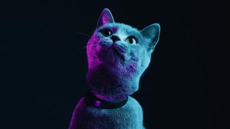 Mysterious Midnight Gaze of a Cat's Elegance wallpaper