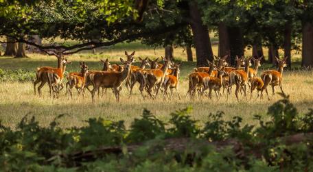 Graceful Roe Deer Herd in Nature's Splendor wallpaper