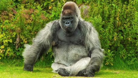 Majestic Silverback Gorilla in Nature wallpaper