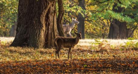 Graceful Roe Deer in Autumn Forest Scene wallpaper
