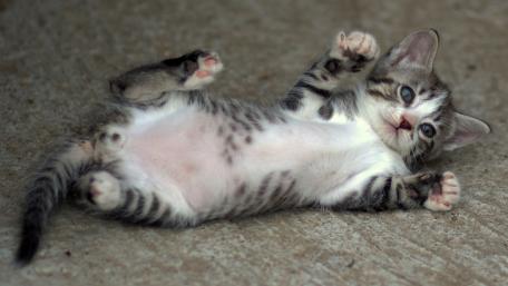 Playful Kitten Rolling on Its Back wallpaper