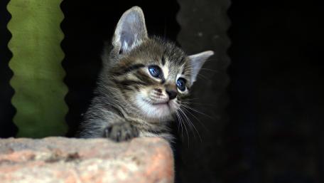 Adorable Tabby Kitten Peeking Out From Behind Brick wallpaper