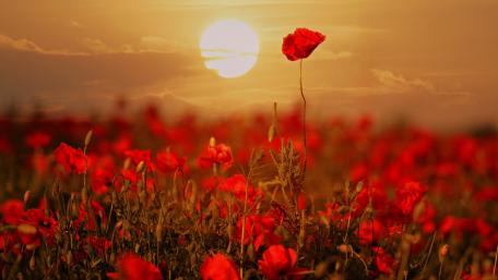 Vibrant Poppy Field at Sunset wallpaper