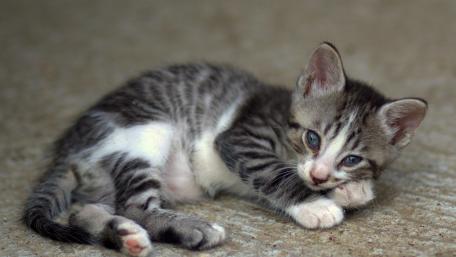 Playful Kitten Relaxing on the Floor wallpaper