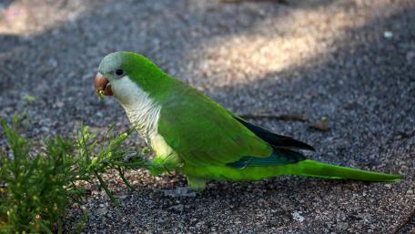 Vibrant Parrot in Nature Scene wallpaper