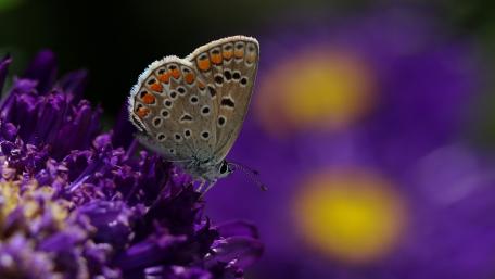 Delicate Butterfly Among Vibrant Purple Flowers wallpaper