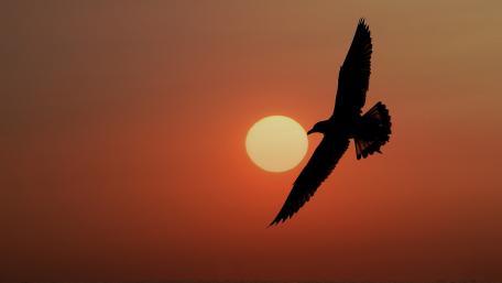 Free Bird in a Sunset Sky wallpaper