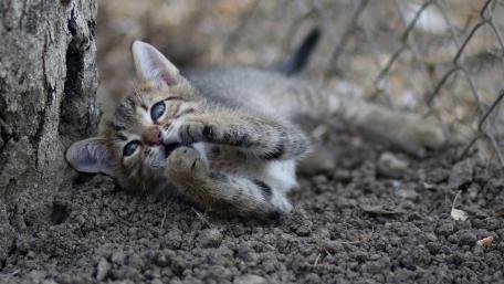 Playful Kitten Enjoys Its Time Outdoors wallpaper