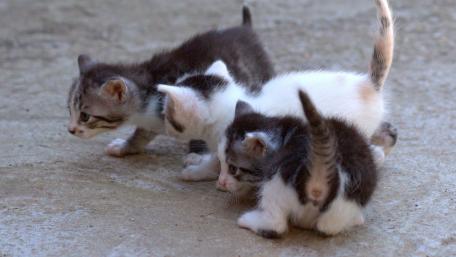 Adorable Kittens Exploring Their Surroundings wallpaper