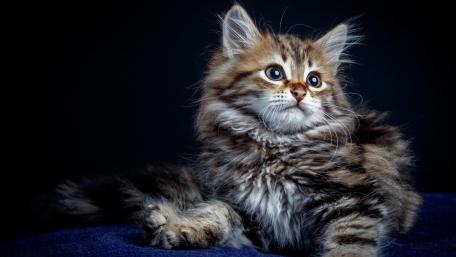 Fluffy Cat Portrait in Soft Light wallpaper