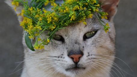 Charming Cat with Floral Crown wallpaper