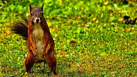 Curious Squirrel in Natural Habitat wallpaper