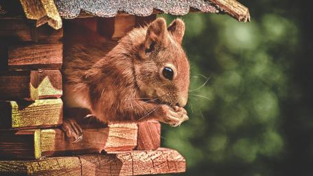 Charming Squirrel in Nature's Embrace wallpaper