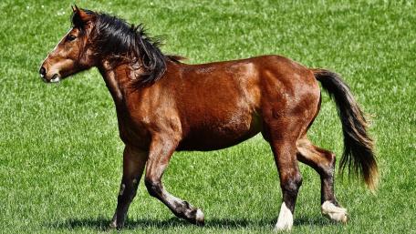 Majestic Horse on Lush Green Field wallpaper