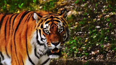 Majestic Tiger in Motion wallpaper