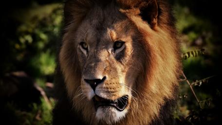 Majestic Lion Portrait Wallpaper wallpaper