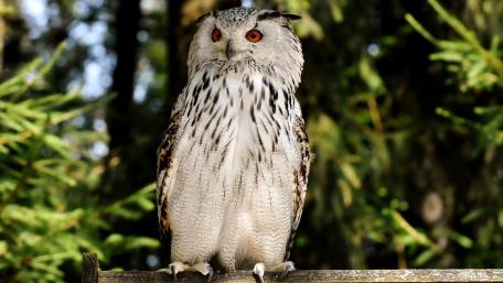 Majestic Owl in the Forest wallpaper