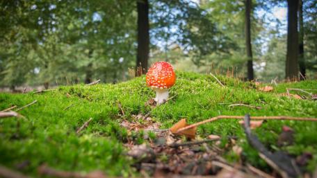 Vibrant Mushroom Amidst Lush Greenery wallpaper